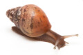 Lissachatina fulica hamillei rodatzi Madagascar juvenil